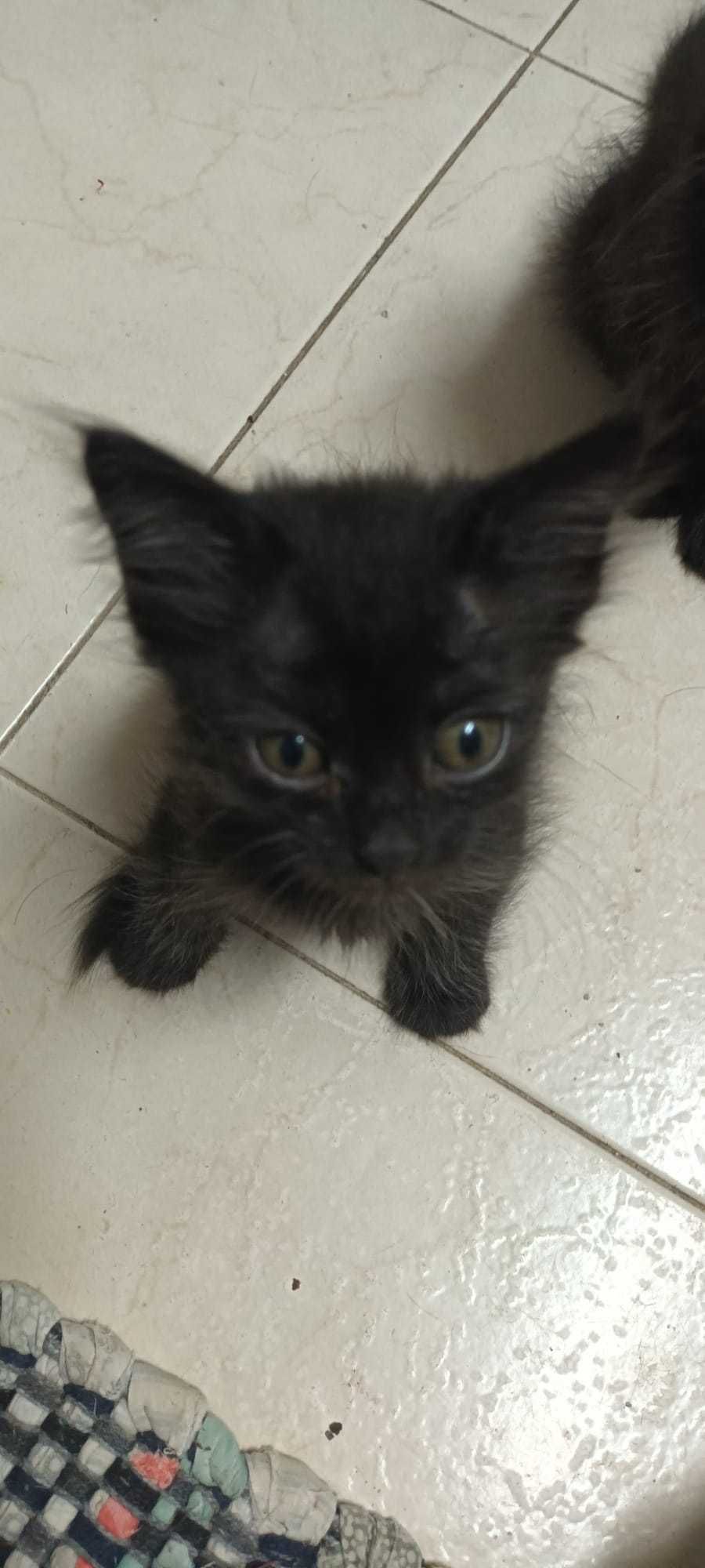 Gatinhos para adoção responsável