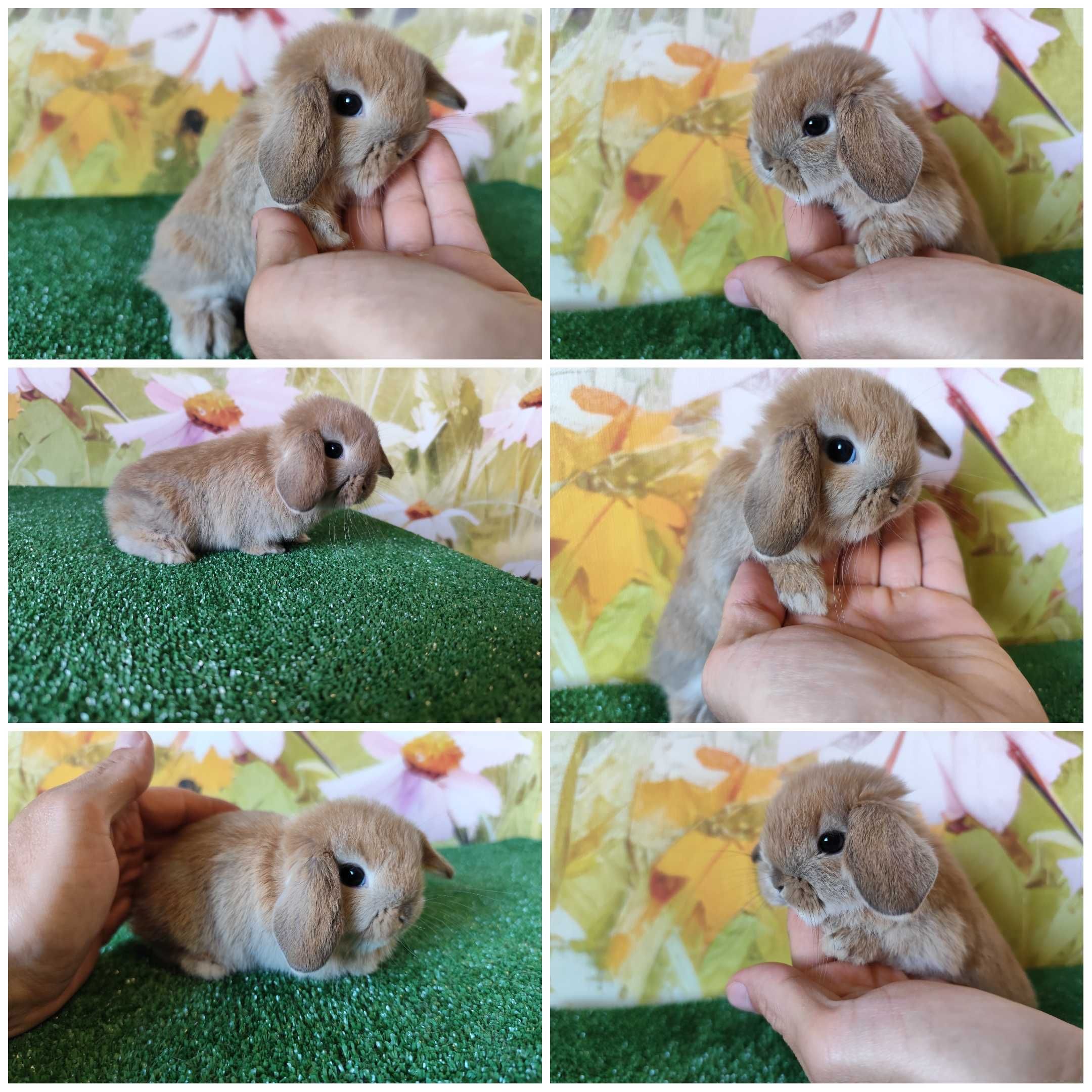 Mini Lop królik karzełek miniaturka rex baranki teddy