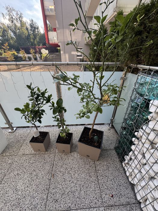 Cytrusy limonka drzewo