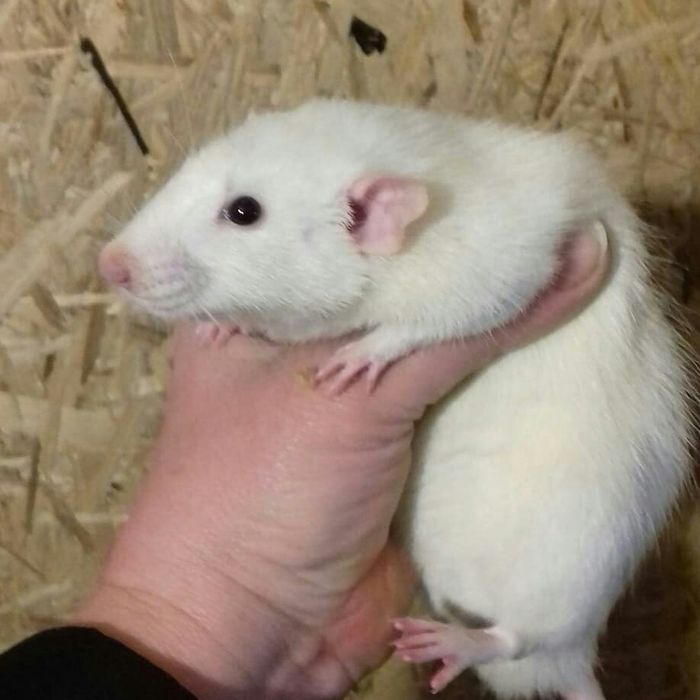 Декоративные крысы эксклюзивных окрасов