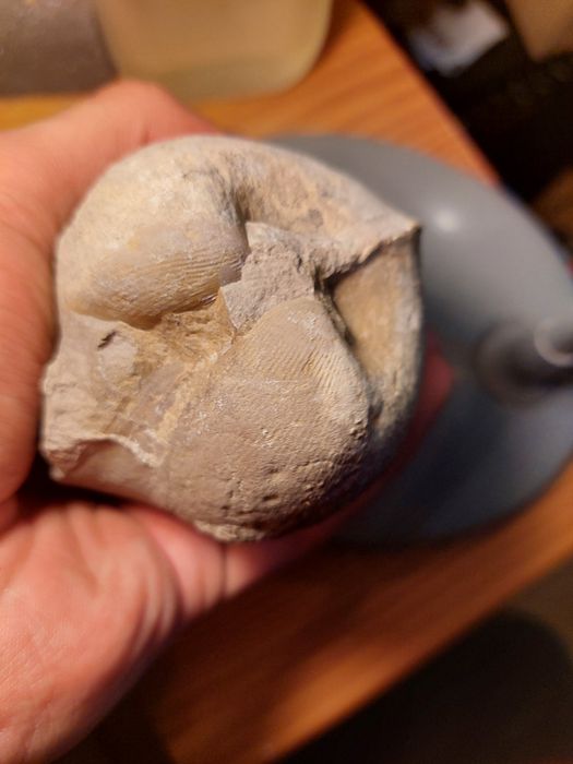 Fóssil bivalve Jurássico