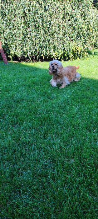Cockapoo ,mama Cocker spaniel amerykański