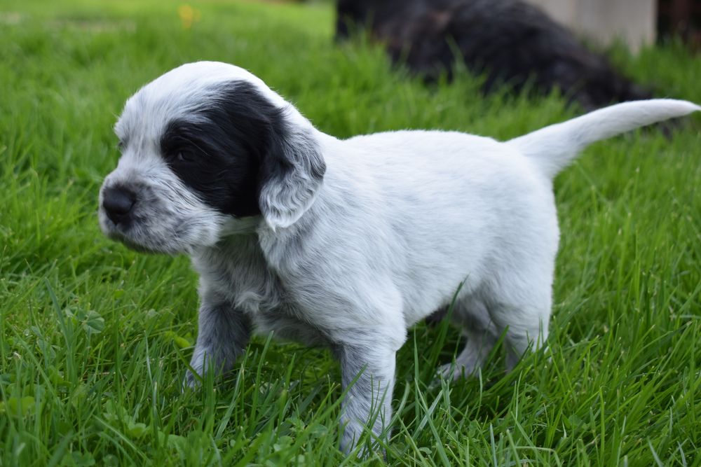 Niebieski spaniel pikardyjski FCl (wyżeł,płochacz)