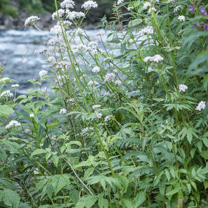 Kozłek lekarski 100 g od Zielarza Valeriana