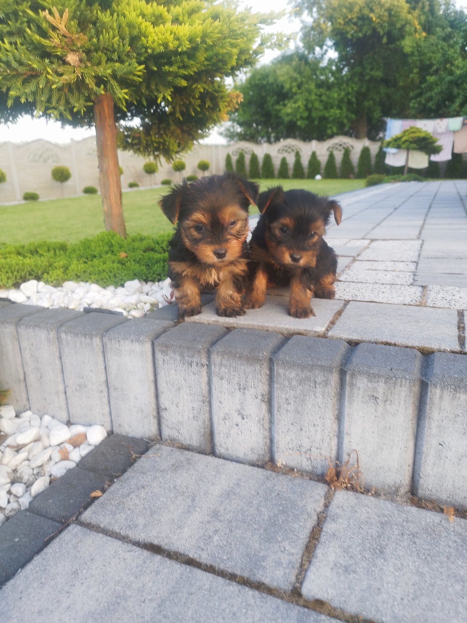 Yorkshire terrier