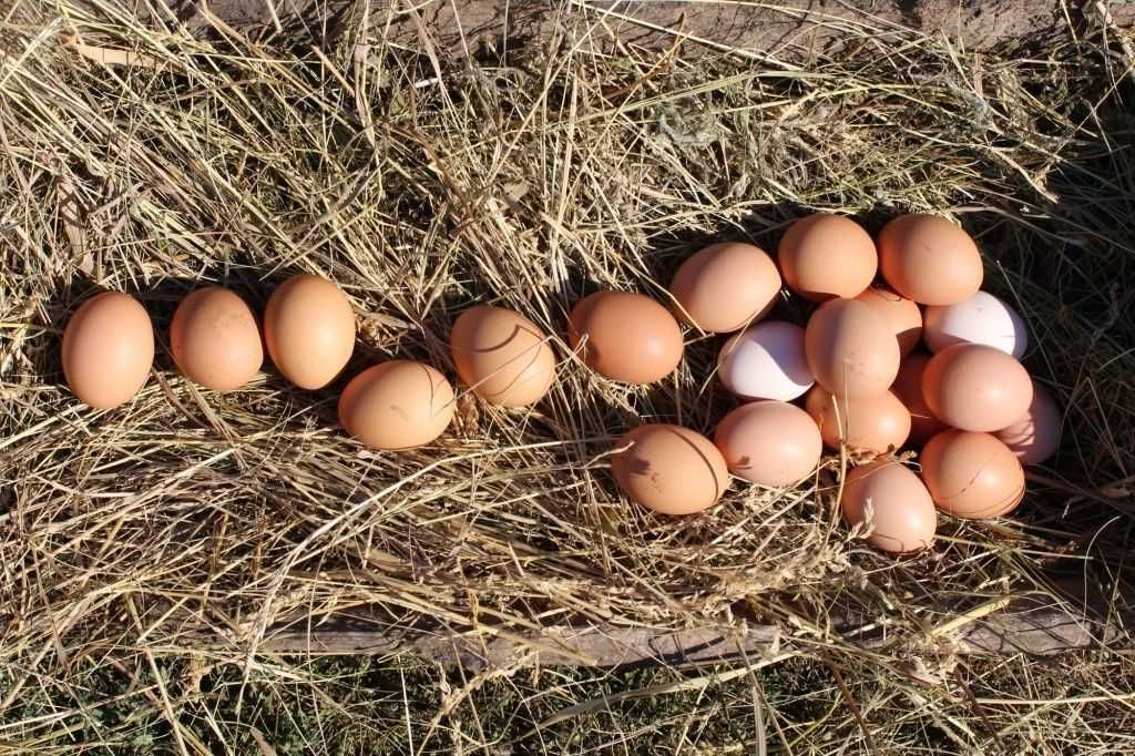 Різноманіття інкубаційних яєць (бройлери, несучки, м'ясні)