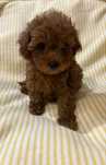 Maltipoo F1b, bardzo bardzo bardzo małych rozmiarów samiec