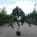 Wiąz Camperdownii Szczepiony na 200 cm obwód pnia 12-14 cm Cena 380 zł