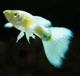 Gupik white samiec