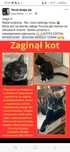 Zaginiony , wywieziony kotek