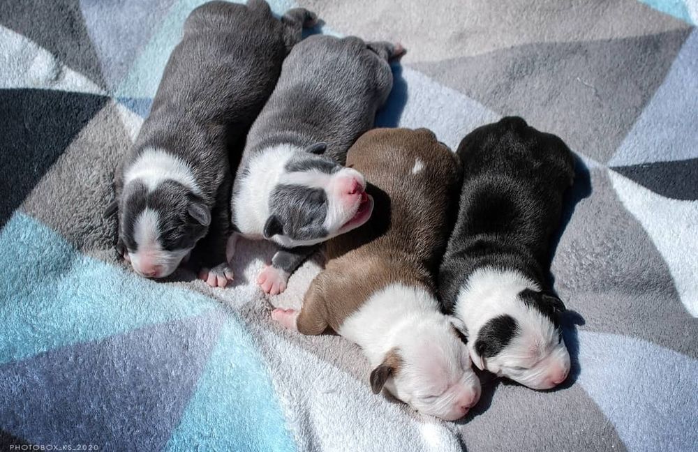 Голубые малыши в тяжолом типе ..