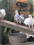 Pombas de leque malhadas muito bonitas