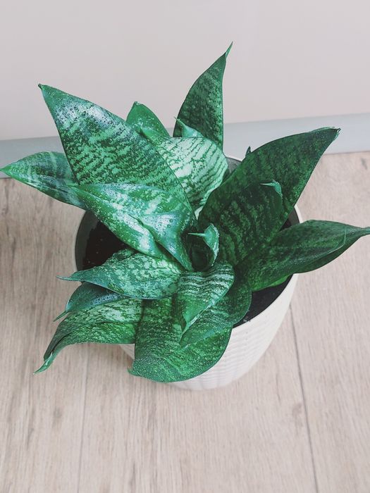 Сансевієрія Ханні в асортименті