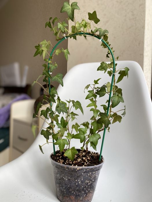 Плющ комнатный Hedera на опоре