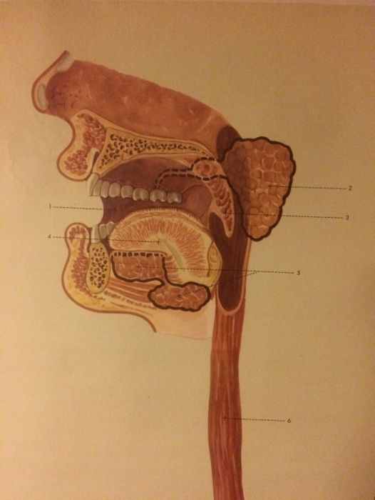 O sistema digestivo - cartaz de escola - Klett Verlag