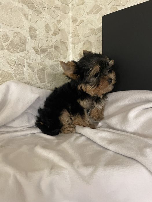 Стандарт з модочкою бебі фейс