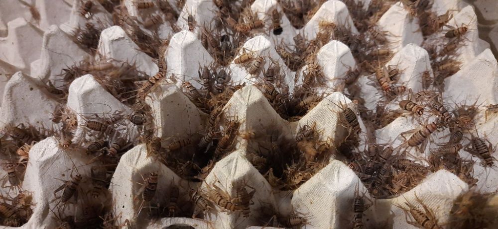 Świerszcze bananowe Terrarium24 Lublin sklep karmówka