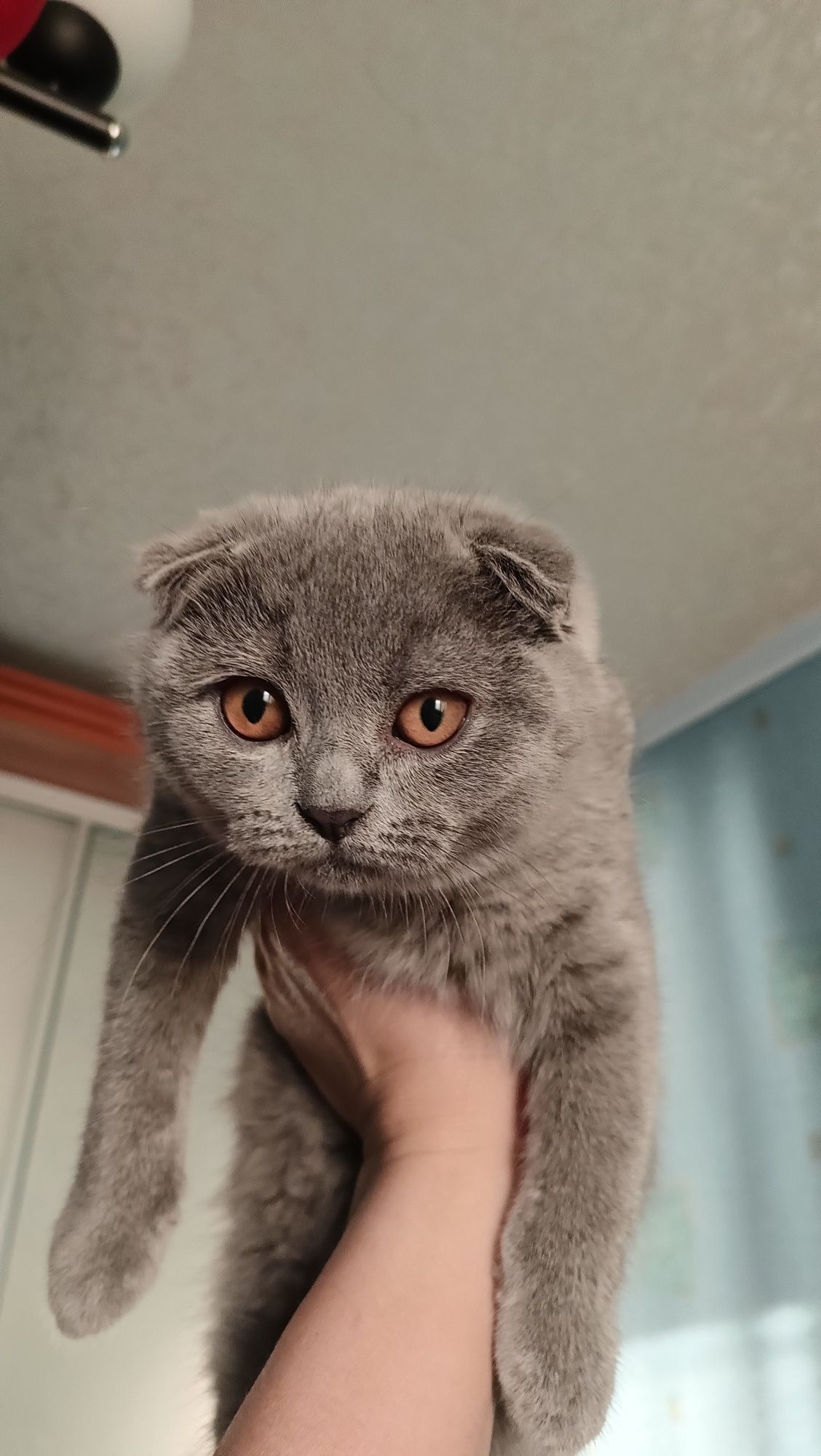 Кошенята Шотландські висловухі