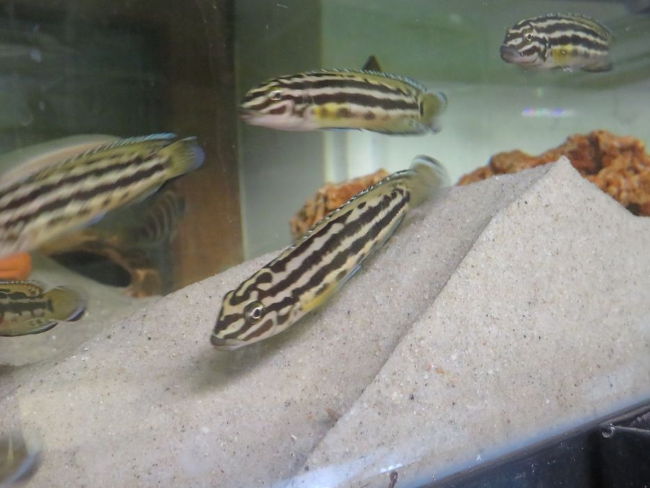 Julidochromis Reagana chisanse tanganika 2
