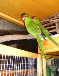 Продаж якісних та здорових папуг Какаріко