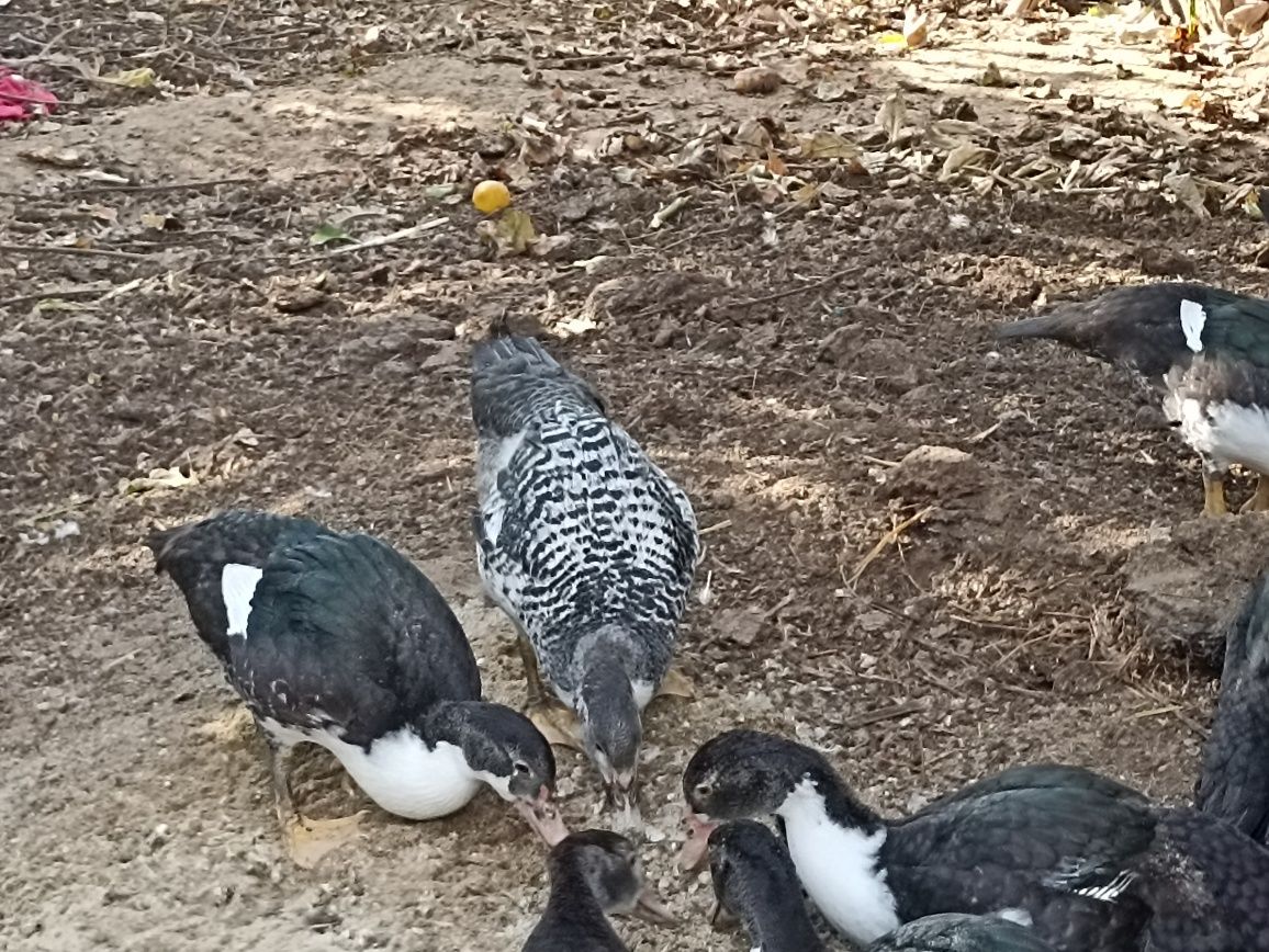 Patos mudos caseiros