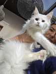 Maine Coon kotka hodowlana