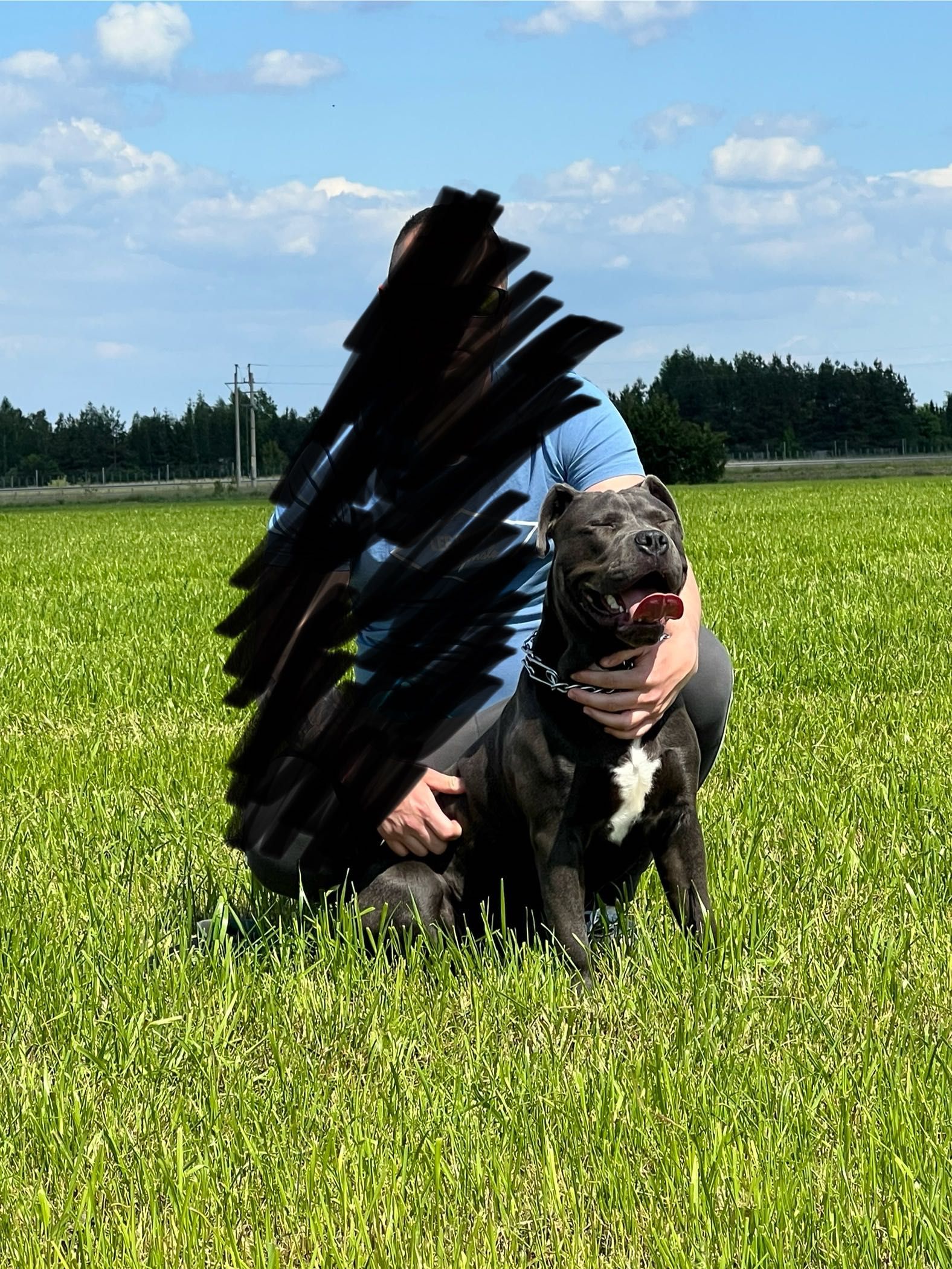 Oddam psa rasy Amstaff do adopcji