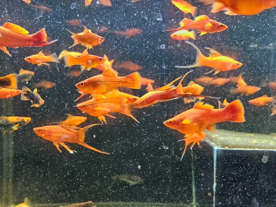 Rybki mieczyk stsndard delta lira