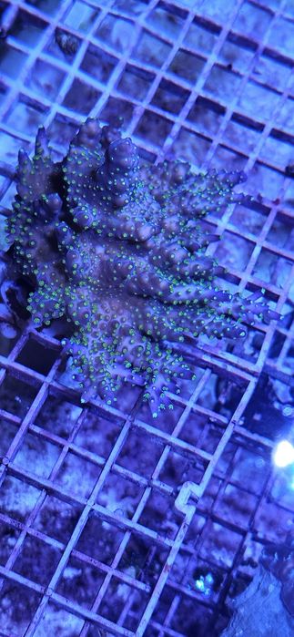 Acropora Tricolor Akwarystyka morska
