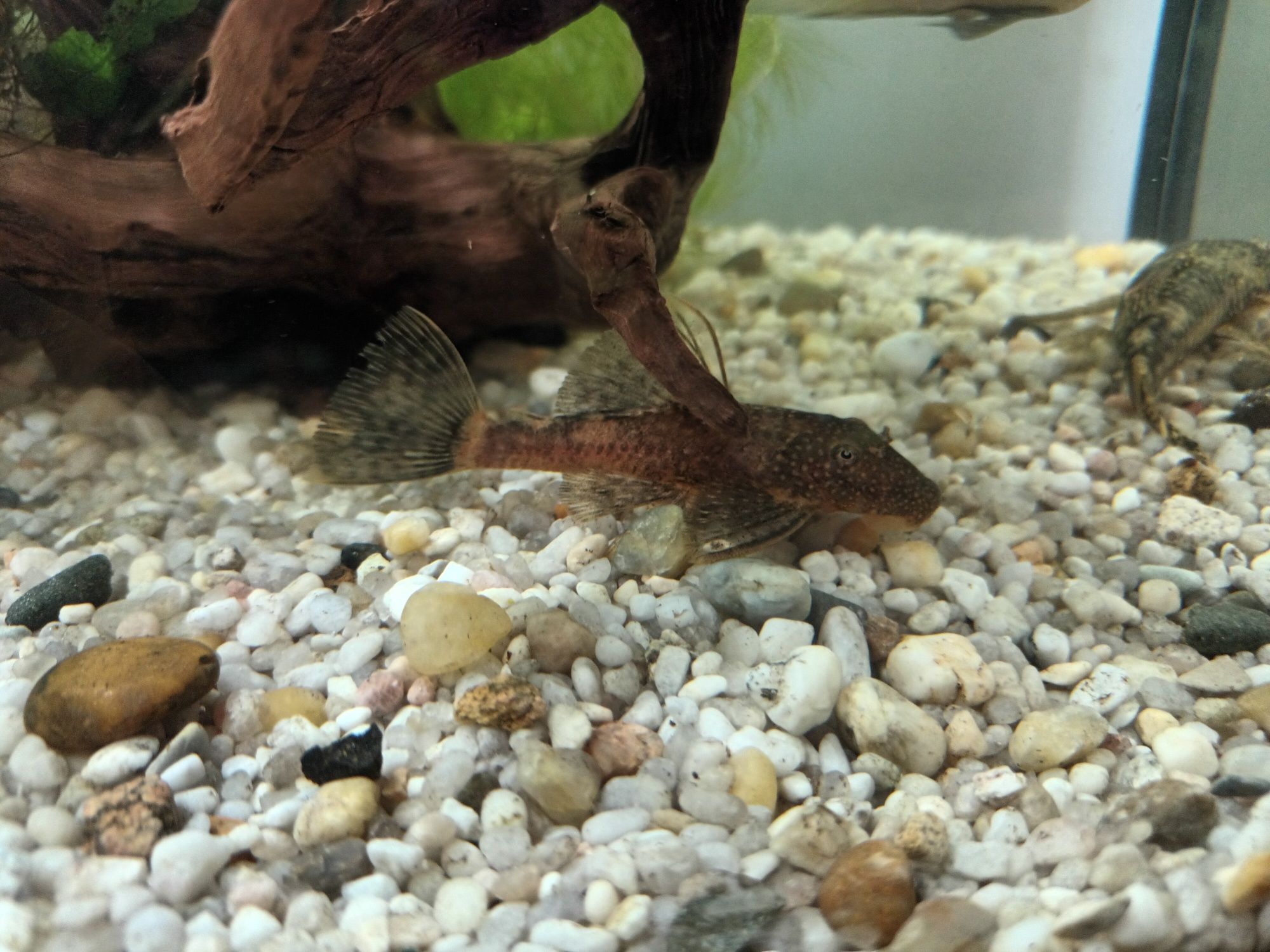 Ancistrus sp. Calico zbrojniki nie lda 16