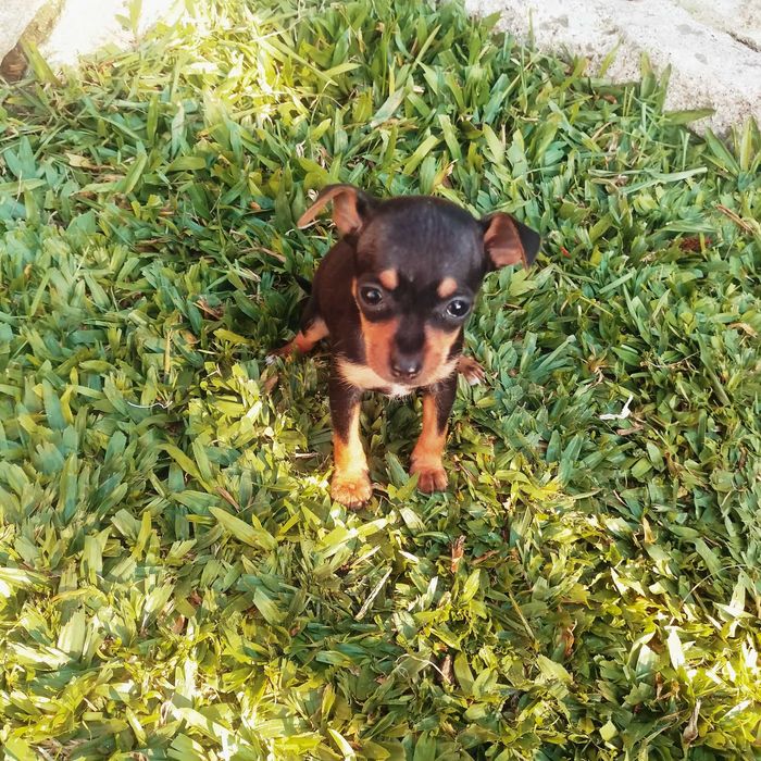 Pinscher mini fêmea