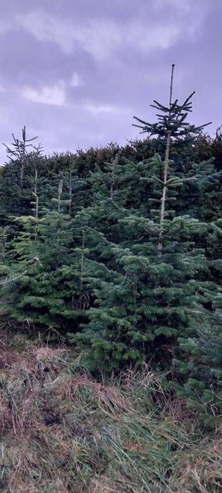 Sprzedam choinki jodła kaukaska i kalifornijska z własnej uprawy