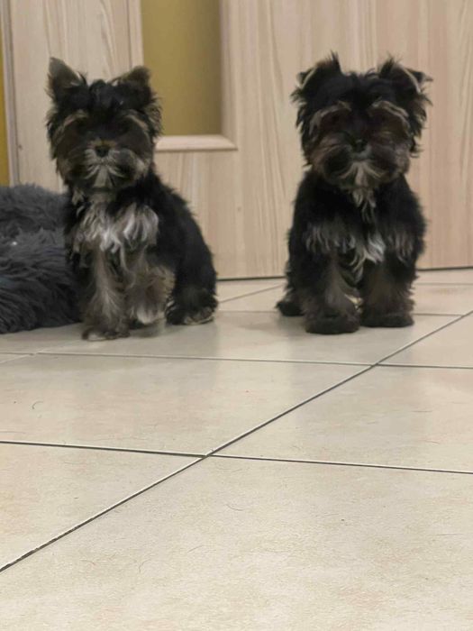 York Yorkshire Terrier suczka