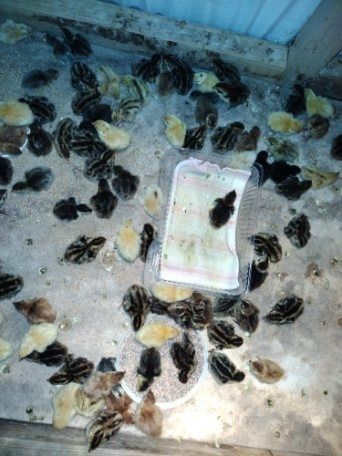 Przepiórki sprzedam