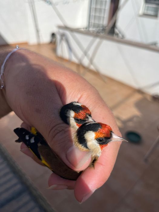 canários muito lindos