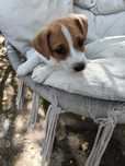 Jack russell terrier z rodowodem