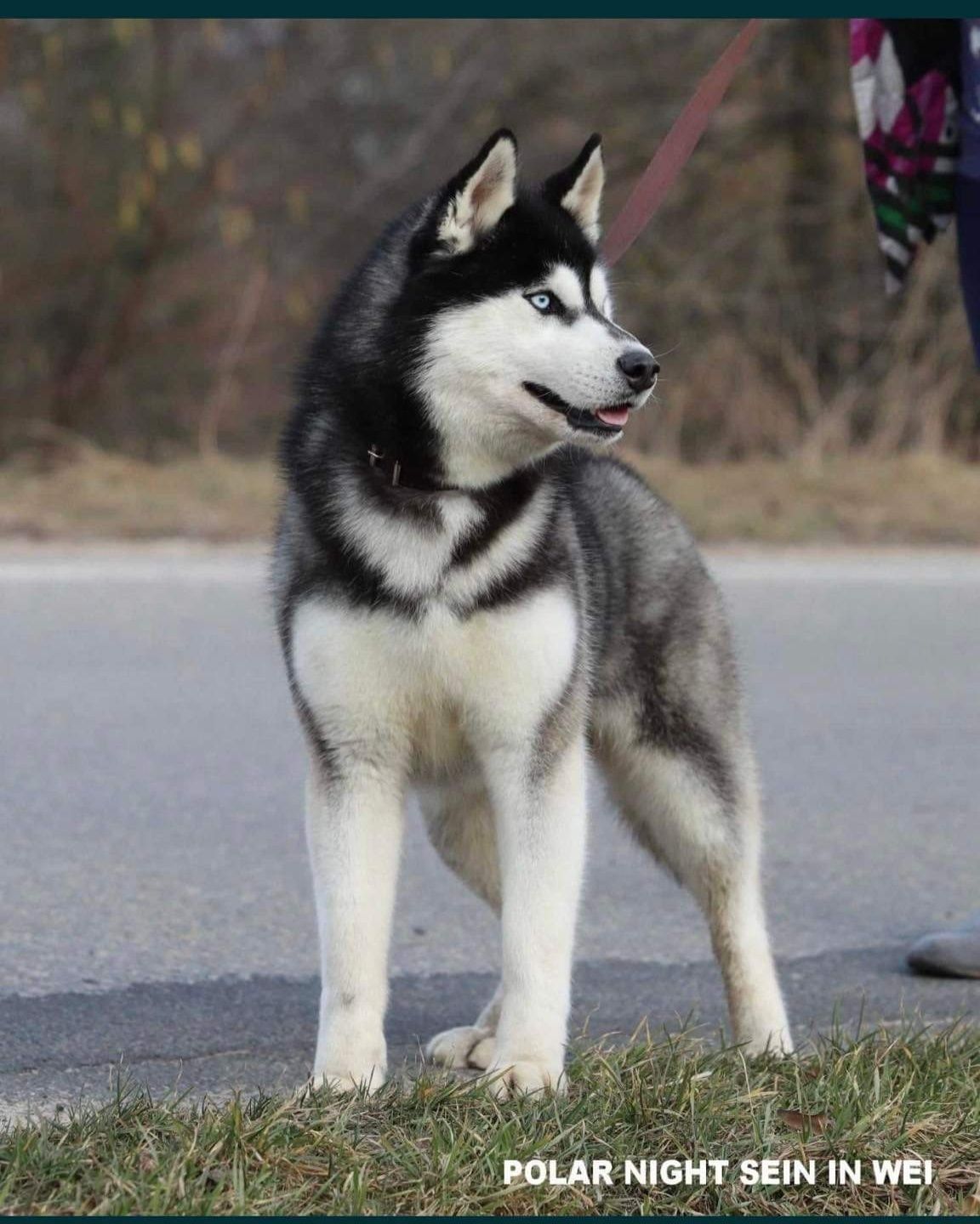 Niebieskooka piękność siberian husky ZKWP FCI