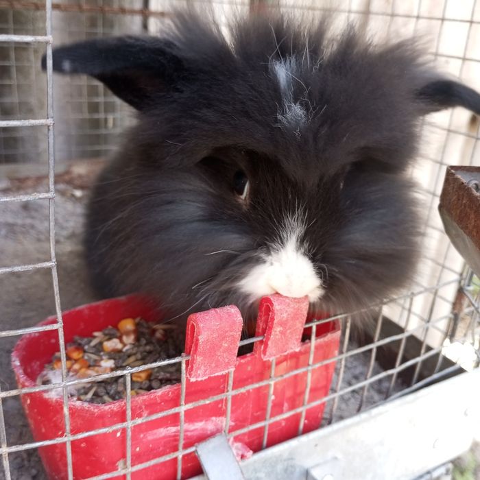 Декоративні кролики