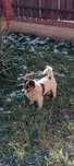 Pies Jack russell terrier reproduktor
