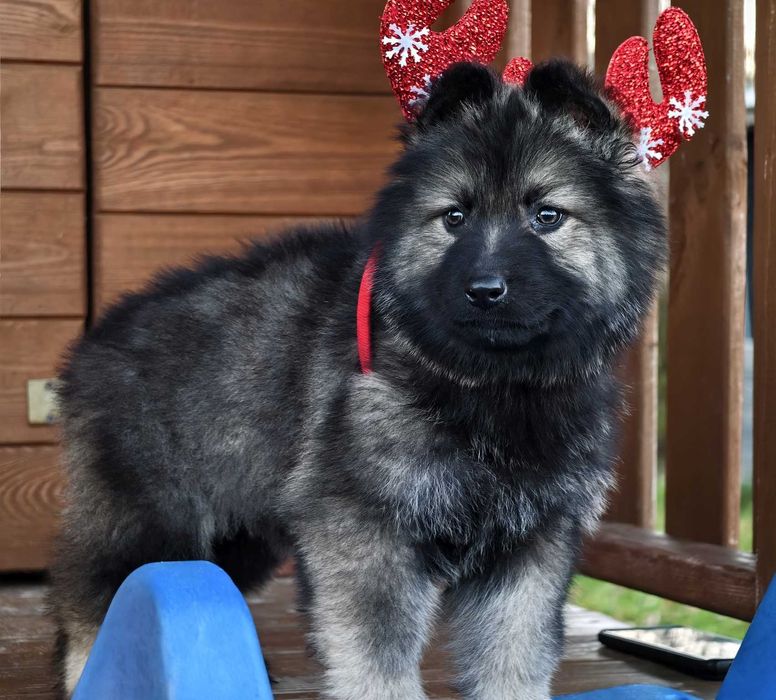 OWCZAREK STARONIEMIECKI Piękna Srebrna suczka! Gotowa do zmiany domu!