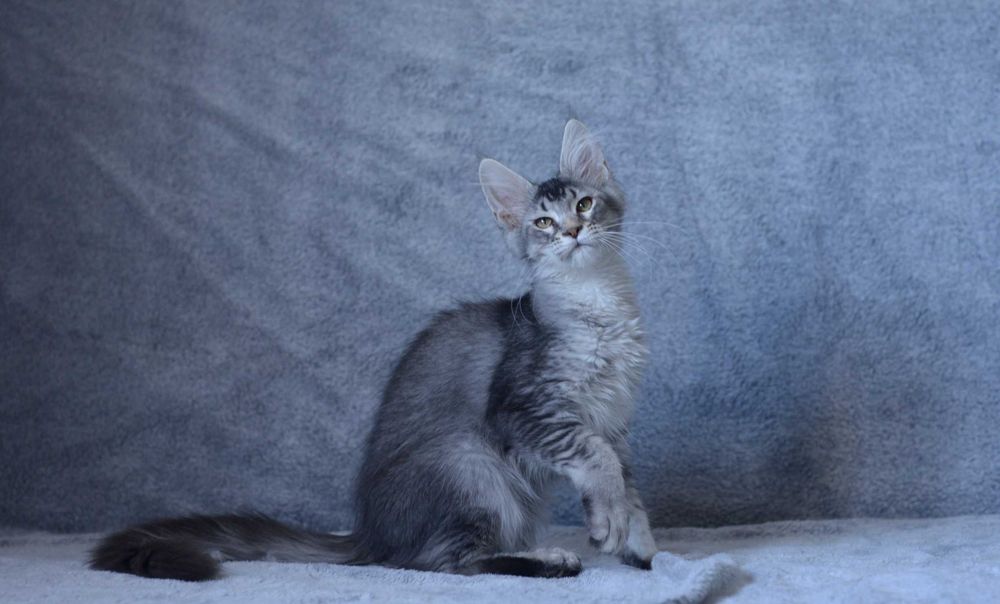 Gotowa na zmianę domu, dziewczynka czarna ze srebrem MCO