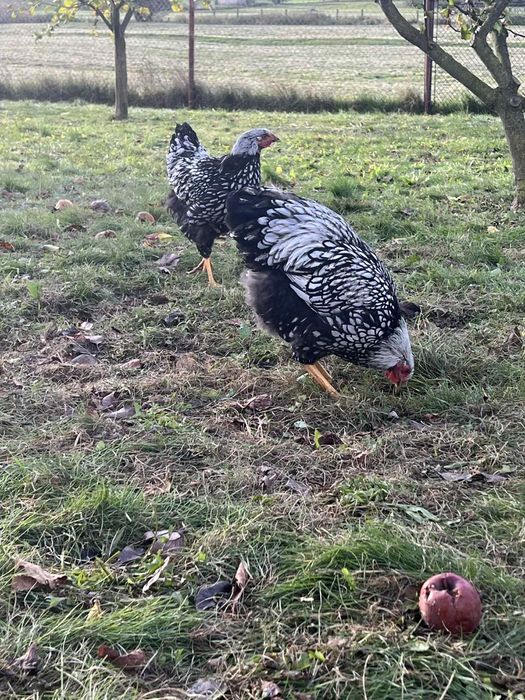 Koguty wyandotte olbrzymie