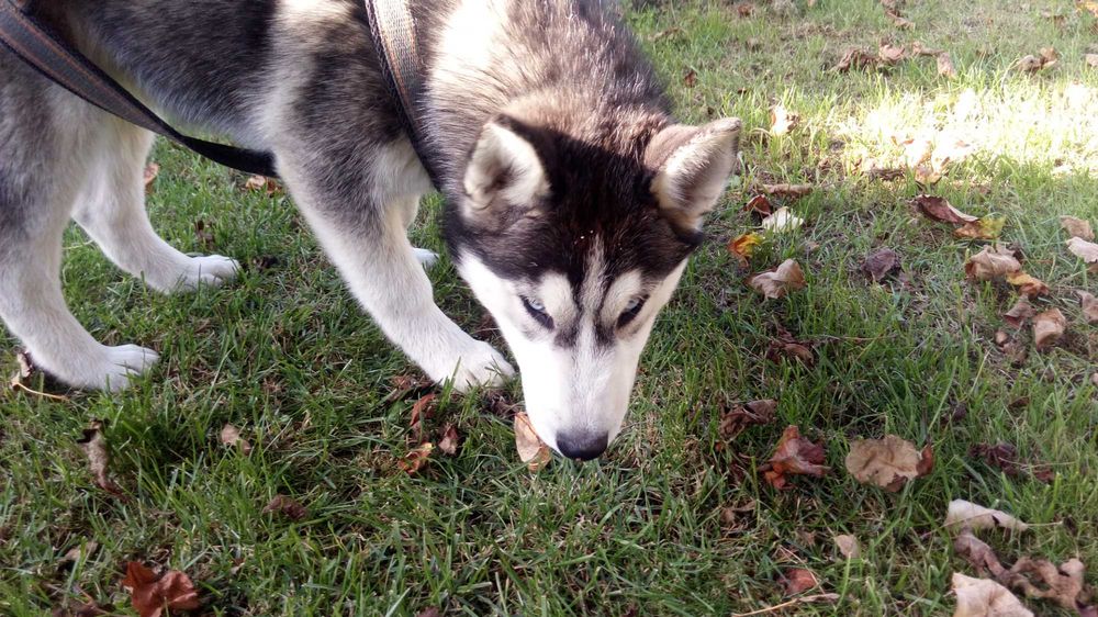 Husky-szczeniak suczka niebieskooka