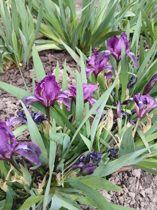 Продам низкорослые ирисы.