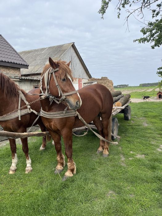 Продам жеребця 2,11роки