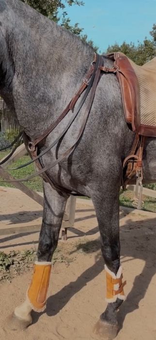 Sela portuguesa relvas