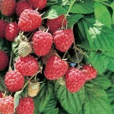 Саджанці малини Глен