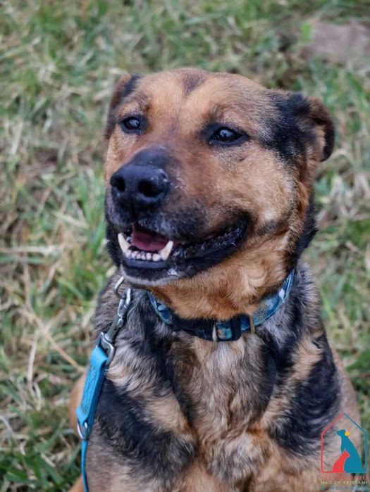 Bardzo przyjazna, łagodna kochania sunia Matylda szuka domu!