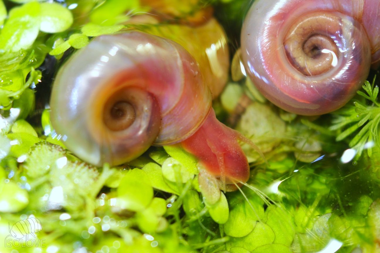Planorbarius corneus, zatoczek, różowy ślimak, doskonały na glony
