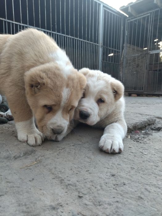 Пропоную щенят середньоазіатської вівчарки